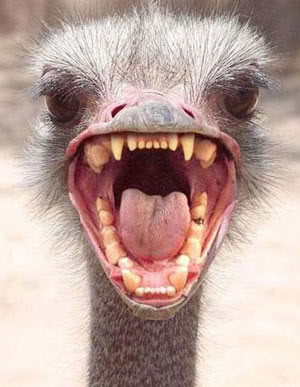 Angry Goose